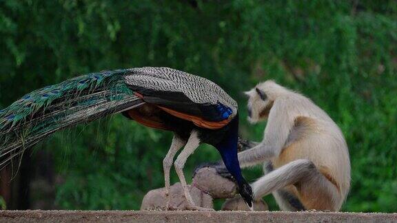 用慢镜头拍摄的一只美丽的孔雀正在吃谷物或种子