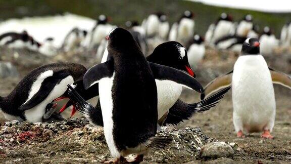 帽带企鹅和他们的家庭