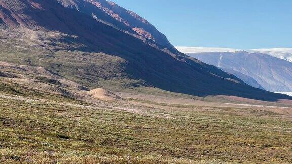 孤独的麝香(Ovibosmoschatus)在秘鲁的山区地形Scoresbysund格陵兰岛