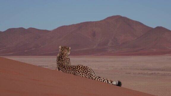 4K猎豹躺在纳米布沙漠的红色沙丘上