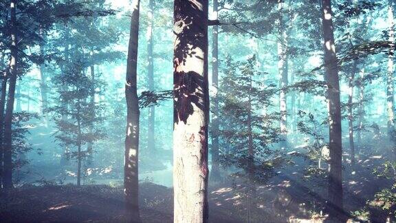 黄昏时森林里闪烁的雾气