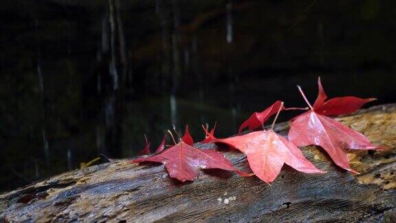秋天的背景小瀑布旁的树桩上有红色的枫树叶