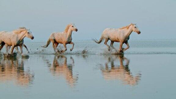 一群马在海滩上奔跑
