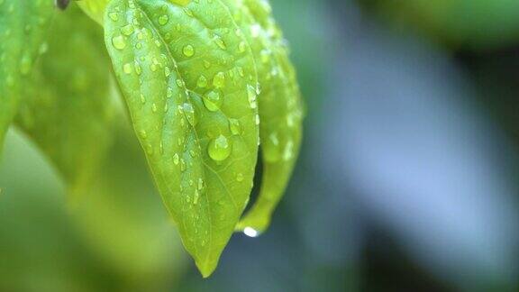 绿植风雨后泰国清迈省