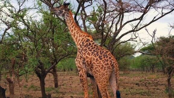 马赛长颈鹿在它的自然栖息地拔叶子时伸出它的长舌头
