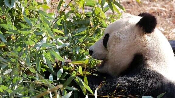 大熊猫在吃竹叶