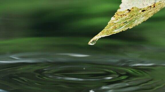 在森林里水滴从叶子上滑下来落入平静的河水中