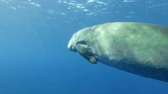 海牛(儒艮)睡着了慢慢地游在蓝色的水面下水下拍摄特写红海赫尔墨斯湾阿布达布马萨阿拉姆埃及