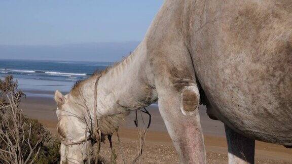 一只骆驼(单峰驼)在摩洛哥的埃绍伊拉海滩上一边吃一边咀嚼