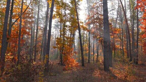 秋天大自然镜头穿过秋日的树林在晨雾缭绕的森林里阳光穿过树林4k