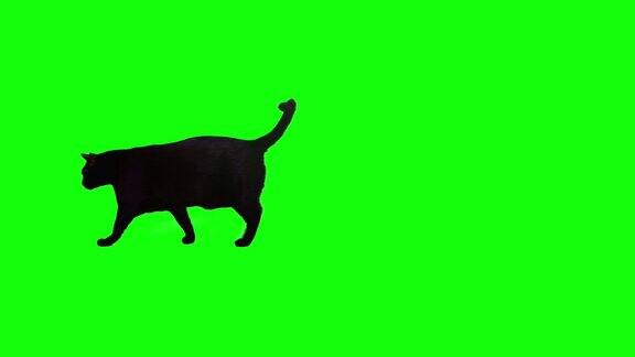 黑猫在色度键背景上行走