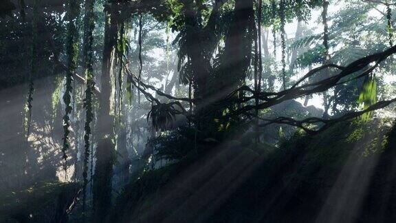 雾蒙蒙的雨林