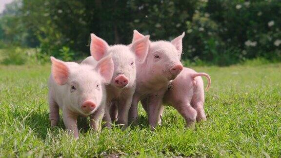 小猪可爱的新生站在草坪上