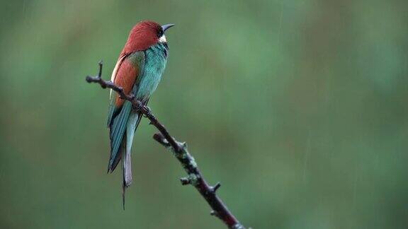 栖息在栖木上的欧洲食蜂鸟(Meropsapiaster)四处张望大雨倾盆绿色背景慢镜头