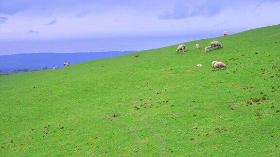 新西兰的绵羊农场