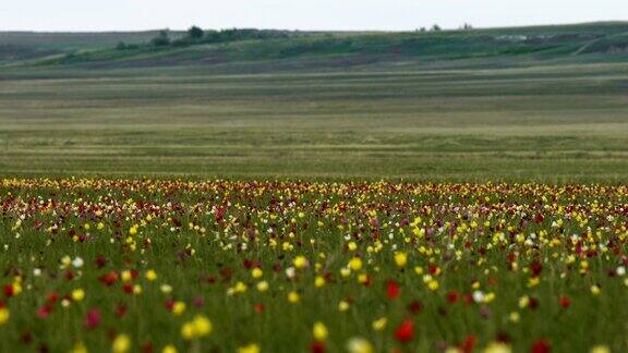 哈萨克斯坦北部托盖草原背景天空中阳光明媚的草地上的野生郁金香日出草原在春天变得生机勃勃