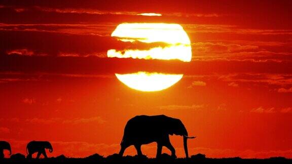 非洲象loxodontaafricana在日落马赛马拉公园在肯尼亚实时4K