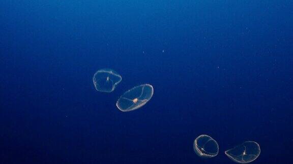水母在深蓝色的海里游泳