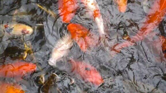 锦鲤花式鲤鱼在池塘里游泳