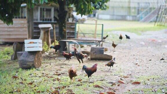 早上在鸡舍放养的鸡