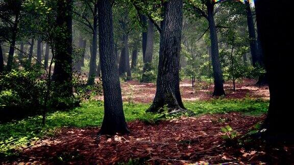在一片美丽的森林中飞翔阳光透过树冠照射进来