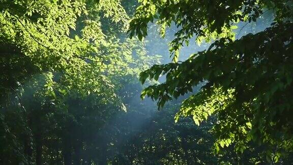 阳光透过树叶阳光照耀在森林里