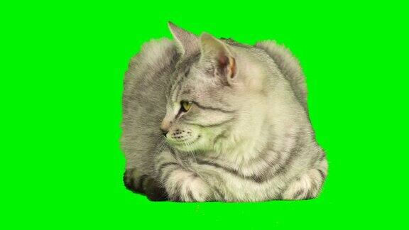 小猫的绿色背景屏幕