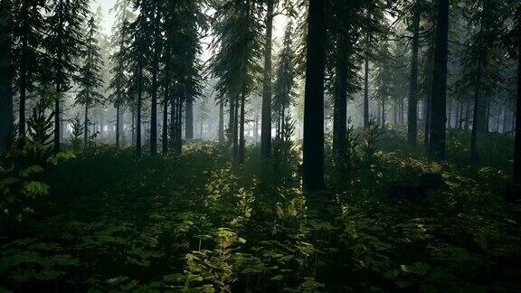 镜头穿过一片阳光灿烂的森林