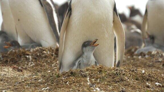 巴布亚企鹅和她的小鸡筑巢