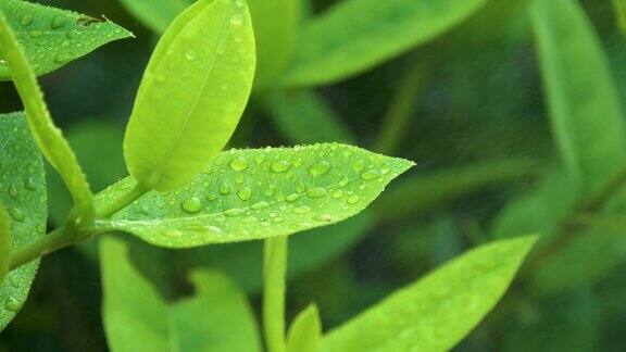 雨后的绿植在风中