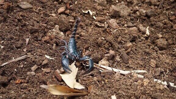 蝎子是雨季的有毒动物黑蝎子在地上行走