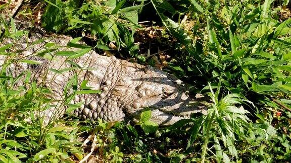 草地上睡觉的短吻鳄