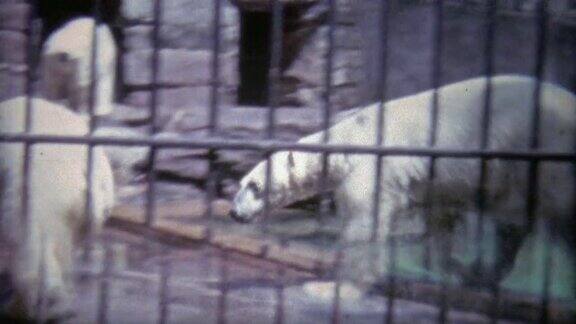 1973年:北极熊在小动物园里打架