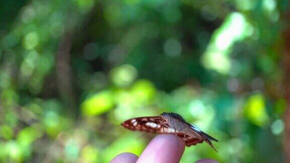 热带雨林蝴蝶在人类手上的特写镜头