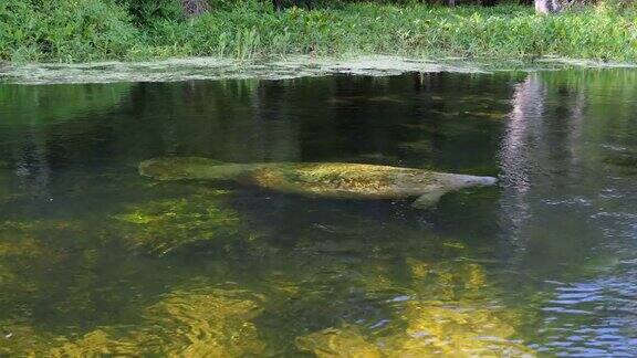 在美国佛罗里达州瓦库拉温泉河中游泳的海牛