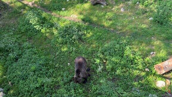 林中空地上的一只小熊