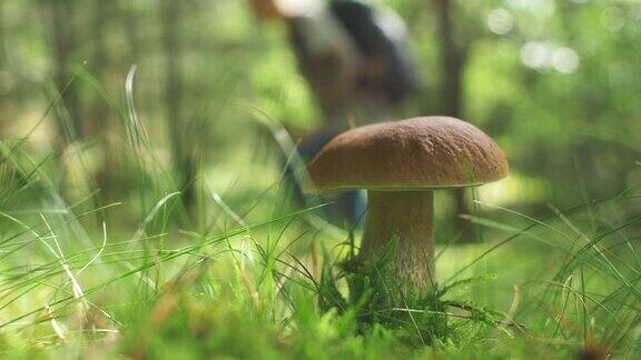 阳光森林里的野生蘑菇