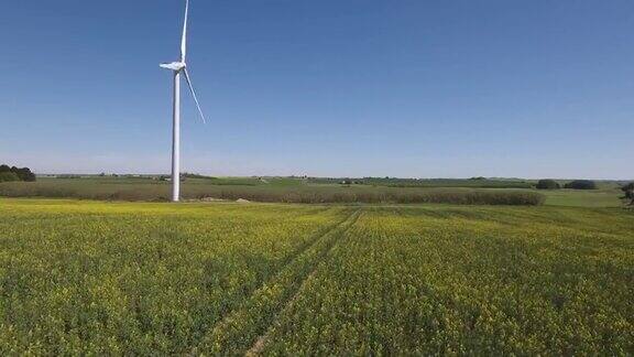 风力涡轮机和油菜籽田