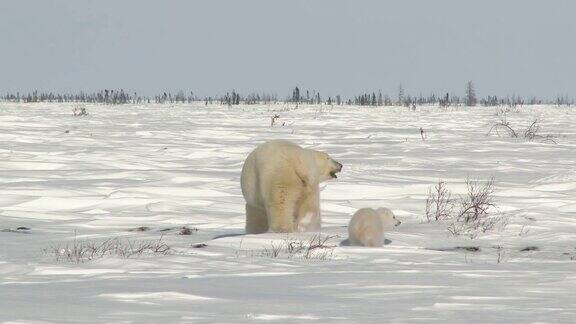 苔原上的北极熊妈妈带着三个月大的幼崽