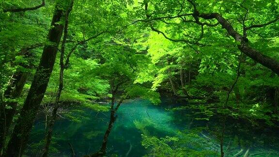日本青森市白上三池的Wakitubonoike池塘