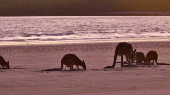 海滩上的一群袋鼠