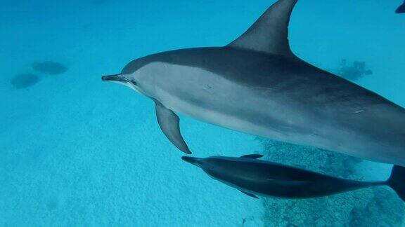 慢镜头妈妈模糊了在蓝色的水面下游泳的小海豚飞旋海豚特写俯视图水下拍摄红海萨塔亚礁(海豚屋)马萨阿拉姆埃及非洲