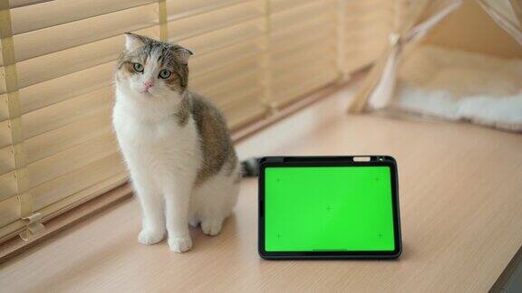 绿色的屏风和坐在旁边的猫