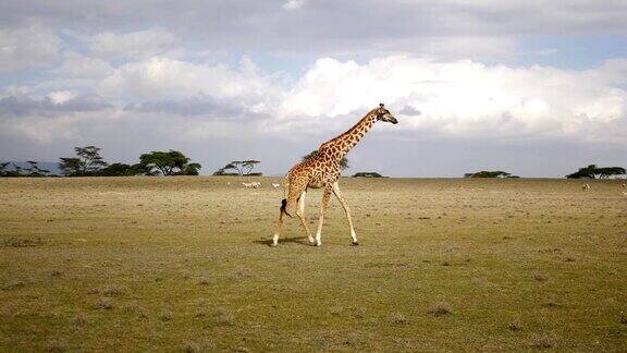 长颈鹿穿过非洲保护区的大草原