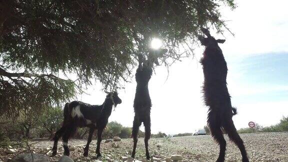 山羊在一棵摩洛哥坚果树上吃草