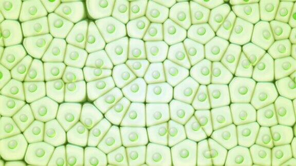 叶绿体真核细胞显微镜下的无缝动画植物细胞中的绿色显微结构研究和基因工程生物学和科学概念转基因DNA循环视频4k