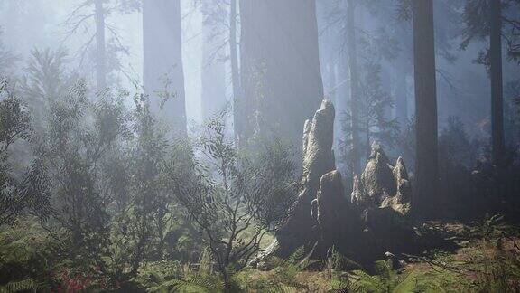 红杉国家公园巨型森林树林中的巨红杉