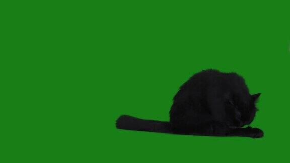 英国长毛黑猫正在自我清洁