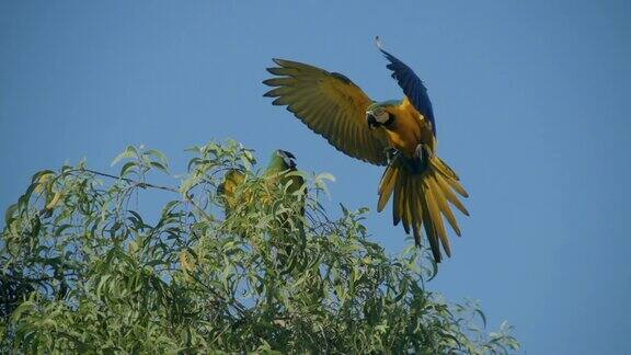 金刚鹦鹉在树上飞的慢镜头