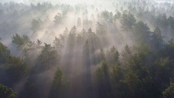 在日出时飞过雾气蒙蒙的松林阳光在清新的早晨穿过树木一直到地平线都有神奇的雾空中射击4k